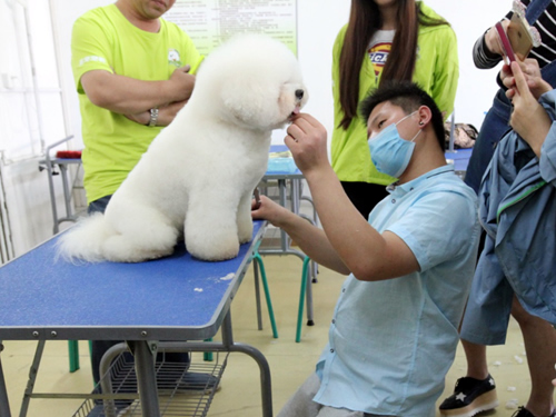 38期美容班比熊犬示范