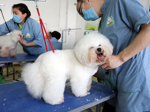 38期美容班比熊犬实操
