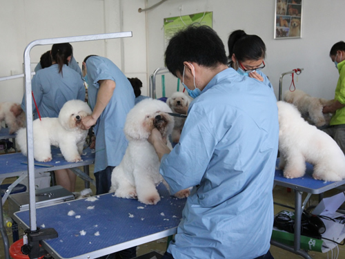 38期美容班比熊犬实操