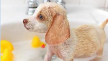 不容忽视！什么情况下不能给狗狗洗澡？
