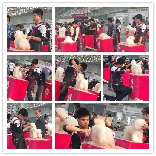 我的人生由我做主-宠物美容16期陈亚强