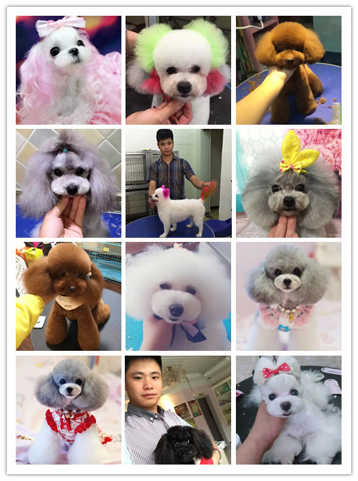 我的人生由我做主-宠物美容16期陈亚强