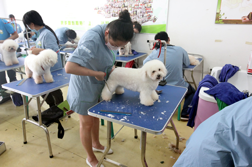 圣宠宠物美容学校实操课