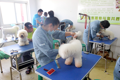 圣宠宠物美容学校实操课