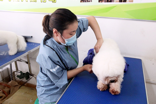 圣宠宠物美容学校实操课