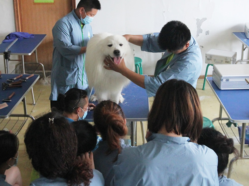 圣宠宠物美容学校示范课