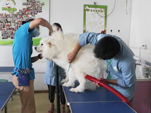 圣宠宠物美容学校示范课