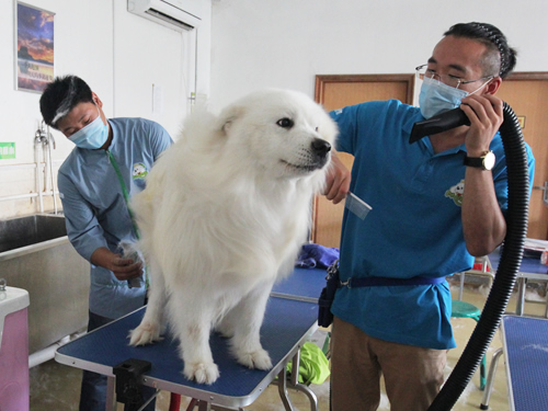 圣宠宠物美容学校示范课