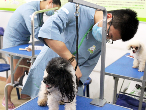 圣宠宠物美容学校实操课