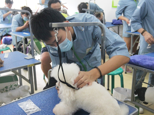 圣宠宠物美容学校实操课
