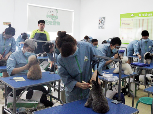 圣宠宠物美容学校实操课