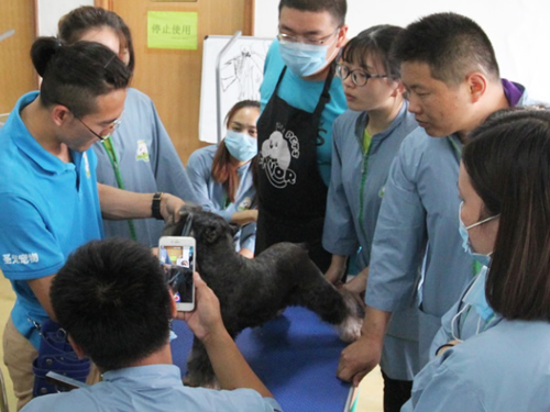 圣宠宠物美容学校示范课