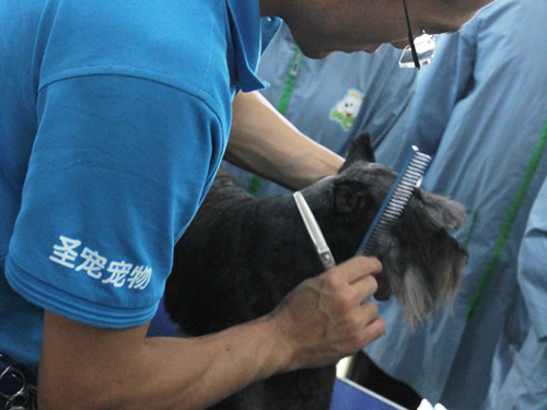 圣宠宠物美容学校示范课