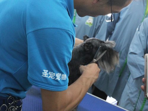 圣宠宠物美容学校示范课