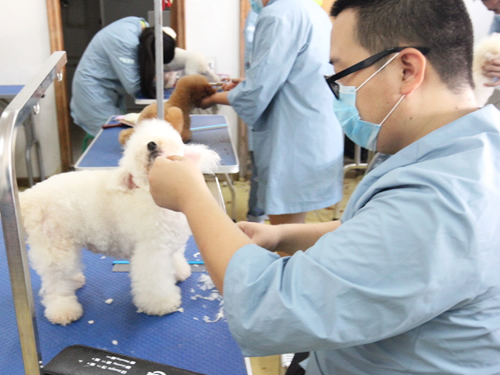 圣宠41期美容班综合美容修剪