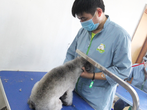 圣宠41期美容班综合美容修剪