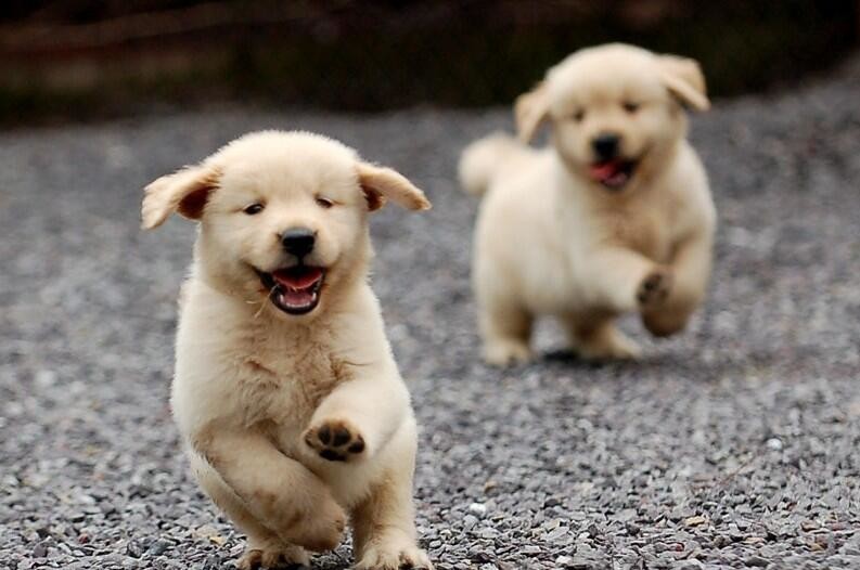 斐沃派爱宠百问之《需要给宠物驱虫、打疫苗吗》