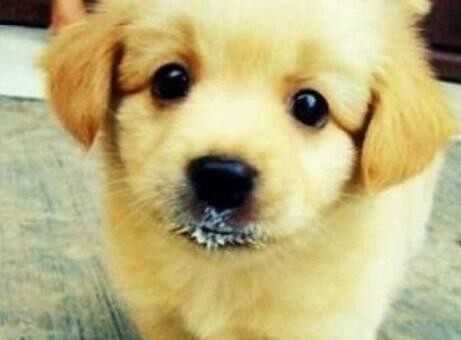 斐沃派爱宠百问之《需要给宠物驱虫、打疫苗吗》