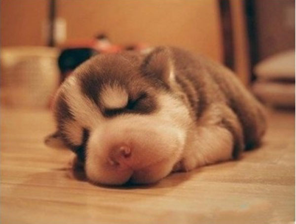 斐沃派爱宠百问之《需要给宠物驱虫、打疫苗吗》