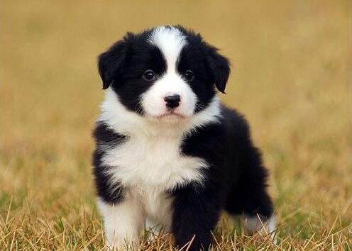 斐沃派爱宠百问之《需要给宠物驱虫、打疫苗吗》