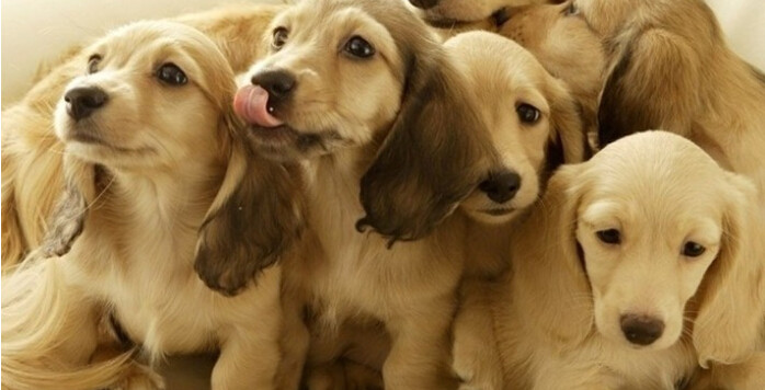 斐沃派爱宠百问之《需要给宠物驱虫、打疫苗吗》