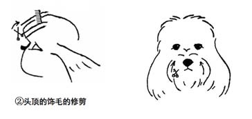 西施犬修剪