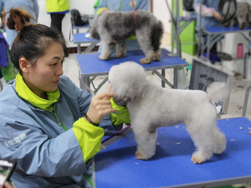 47期宠物美容班美容-实操课