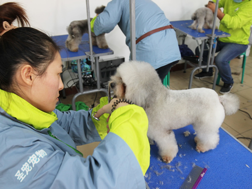 47期宠物美容班美容-实操课