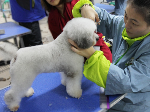 47期宠物美容班美容-实操课