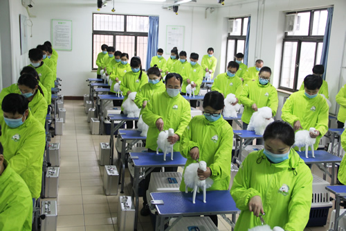 圣宠美容班美容剪刀的使用和修剪技巧课