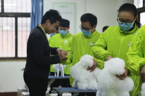美容课双Ａ宠物美容老师手把手指导