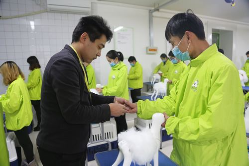 美容课双Ａ宠物美容老师手把手指导