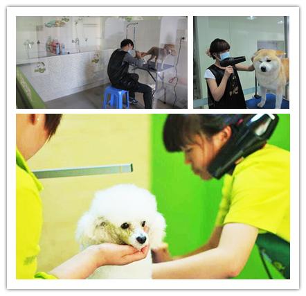 选择圣宠,究竟可以收获什么?