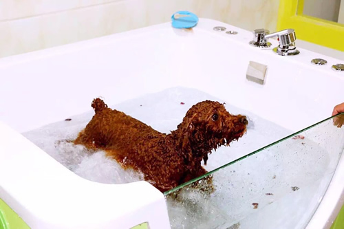 宠物药浴SPA注意事项分享