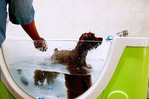 宠物药浴SPA注意事项分享