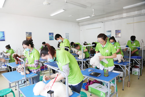 宠物修剪·造型