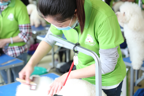 宠物修剪·造型