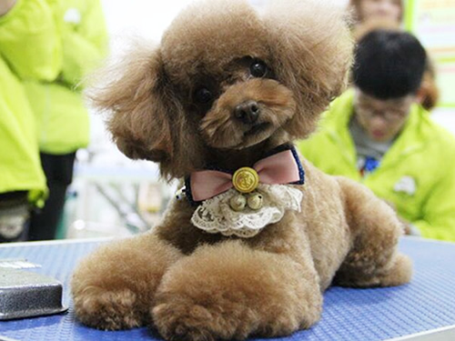 宠物创意·造型