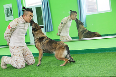 圣宠加盟商宠物训导