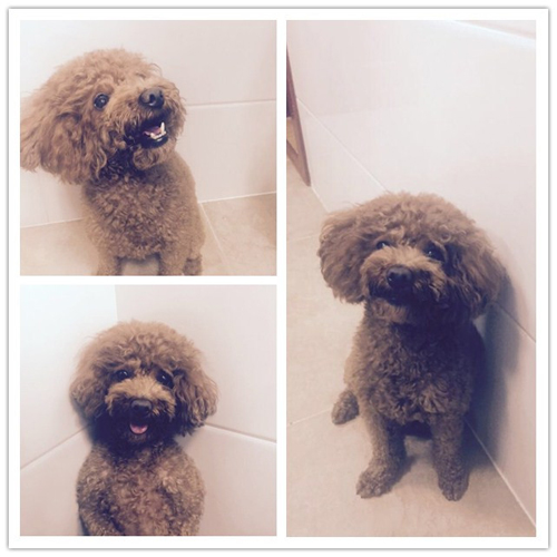 祝贺圣宠新“家”盟商，承德胡女士成功签约圣宠轻新店！