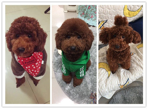 祝贺圣宠新“家”盟商，重庆赵先生成功签约圣宠轻新店！