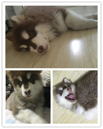 祝贺圣宠新“家”盟商，山东杨女士成功签约圣宠轻新店！