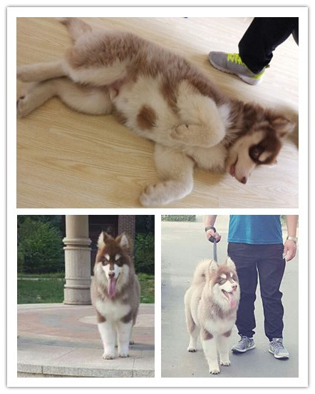 祝贺圣宠新“家”盟商，山东杨女士成功签约圣宠轻新店！