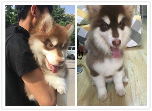 祝贺圣宠新“家”盟商，山东杨女士成功签约圣宠轻新店！