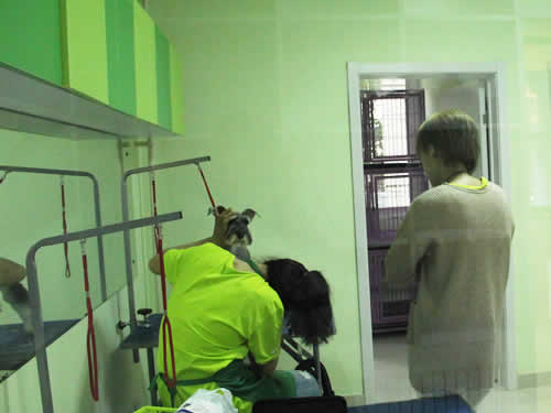 圣宠宠物北京开阳里连锁店