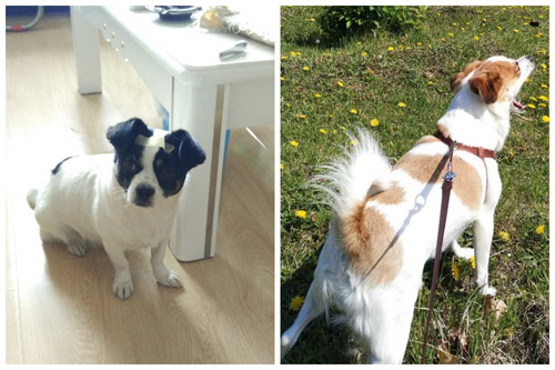 ���ɹź�����