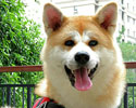 秋田犬丫丫